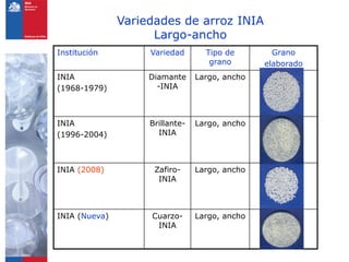 Programa de arroz Inia Chile