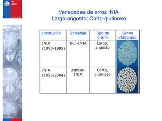 Programa de arroz Inia Chile