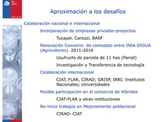 Programa de arroz Inia Chile