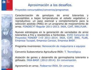 Programa de arroz Inia Chile