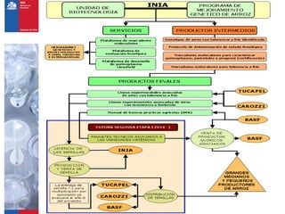 Programa de arroz Inia Chile