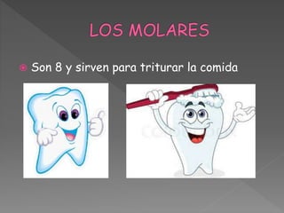  Son 8 y sirven para triturar la comida
 