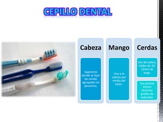 Cabeza
Segmento
donde se fijan
las cerdas
agrupadas en
penachos.
Mango
Une a la
cabeza por
medio del
talón.
Cerdas
Son de nailon,
miden de 10-
12mm de
largo.
Sus puntas
tienen
distintos
grados de
redondez.
 