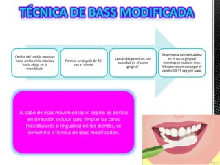Cerdas del cepillo apuntan
hacia arriba en la maxila y
hacia abajo en la
mandíbula.
Forman un ángulo de 45°
con el diente.
Las cerdas penetran con
suavidad en el surco
gingival.
Se presiona con delicadeza
en el surco gingival
mientras se realizan mov.
Vibratorios sin despegar el
cepillo 10-15 seg por área.
Al cabo de esos movimientos el cepillo se desliza
en dirección oclusal para limpiar las caras
(Vestibulares o linguales) de los dientes, se
denomina «Técnica de Bass modificada».
 