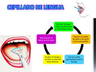 Permite remover
restos de alimento
y microorganismos.
Colocar el cepillo
de lado y tan atrás
como sea posible.
Con las cerdas
apuntando hacia la
faringe.
Se gira el mango y
se hace un barrido
hacia delante.
Movimiento se
repite de 6-8 veces.
 