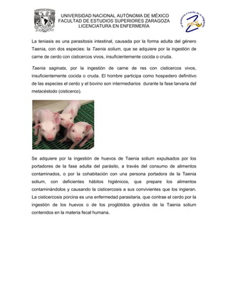 UNIVERSIDAD NACIONAL AUTÓNOMA DE MÉXICO
                FACULTAD DE ESTUDIOS SUPERIORES ZARAGOZA
                       LICENCIATURA EN ENFERMERÍA


La teniasis es una parasitosis intestinal, causada por la forma adulta del género
Taenia, con dos especies: la Taenia solium, que se adquiere por la ingestión de
carne de cerdo con cisticercos vivos, insuficientemente cocida o cruda.

Taenia saginata, por la ingestión de carne de res con cisticercos vivos,
insuficientemente cocida o cruda. El hombre participa como hospedero definitivo
de las especies el cerdo y el bovino son intermediarios durante la fase larvaria del
metacéstodo (cisticerco).




Se adquiere por la ingestión de huevos de Taenia solium expulsados por los
portadores de la fase adulta del parásito, a través del consumo de alimentos
contaminados, o por la cohabitación con una persona portadora de la Taenia
solium,   con    deficientes   hábitos   higiénicos,   que   prepare   los   alimentos
contaminándolos y causando la cisticercosis a sus convivientes que los ingieran.
La cisticercosis porcina es una enfermedad parasitaria, que contrae el cerdo por la
ingestión de los huevos o de los proglótidos grávidos de la Taenia solium
contenidos en la materia fecal humana.
 