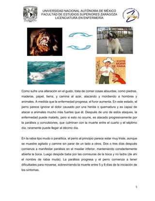 UNIVERSIDAD NACIONAL AUTÓNOMA DE MÉXICO
                FACULTAD DE ESTUDIOS SUPERIORES ZARAGOZA
                        LICENCIATURA EN ENFERMERÍA




Como sufre una alteración en el gusto, trata de comer cosas absurdas, como piedras,
maderas, papel, tierra, y camina al azar, atacando y mordiendo a hombres y
animales. A medida que la enfermedad progresa, el furor aumenta. En este estado, el
perro parece ignorar el dolor causado por una herida o quemadura y es capaz de
atacar a animales mucho más fuertes que él. Después de uno de estos ataques, la
enfermedad puede matarlo, pero si esto no ocurre, es atacado progresivamente por
la parálisis y convulsiones, que culminan con la muerte entre el cuarto y el séptimo
día; raramente puede llegar al décimo día.


En la rabia tipo mudo o paralítica, el perro al principio parece estar muy triste, aunque
se muestre agitado y camine sin parar de un lado a otros. Dos o tres días después
comienza a manifestar parálisis en el maxilar inferior, manteniendo constantemente
abierta la boca. Luego despide baba por las comisuras de la boca y no ladra (de ahí
el nombre de rabia muda). La parálisis progresa y el perro comienza a tener
dificultades para moverse, sobreviniendo la muerte entre 5 y 8 días de la iniciación de
los síntomas.




                                                                                       5
 