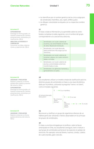 Ciencias Naturales Unidad 1 73 
› los identifican por el nombre genérico de los cinco subgrupos 
de vertebrados (mamífero, ave, reptil, anfibio y pez). 
› los dibujan colocándole la etiqueta con su respectivo nombre 
genérico. 
27 
En base a toda la información y lo aprendido sobre los verte-brados 
completan la tabla siguiente, con el nombre del grupo 
correspondiente a la caracteristica descrita. 
1 Vertebrados con la piel cubierta de 
escamas y las extremidades en forma 
de aleta. Respiración branquial. 
2 Vertebrados con la piel desnuda, 
patas posteriores más largas que las 
anteriores. 
3 Vertebrados con la piel cubierta de 
escamas o placas, con cuatro extremi-dades 
o sin ellas. 
4 Vertebrados con la piel cubierta de 
plumas y extremidades anteriores 
transformadas en alas. 
5 Vertebrados con glándulas mamarias y 
generalmente con pelos. 
28 
Los estudiantes utilizan un modelo simple de clasificación para los 
distintos grupos de vertebrados en base a una clave dicotómica 
dada por le profesor, utilizando la pregunta:” tiene o no tiene”, 
como el modelo siguiente: 
¿El animal observado 
tiene pelos? 
Sí 
Es un mamífero 
Sí 
Sí 
No, entonces 
¿tiene 
plumas? No, 
entonces 
¿tiene 
aletas? 
Es un ave 
Es un pez 
29 
Reconocen y clasifican un grupo de organismos diversos de un 
hábitat particular utilizando criterios observables en los principa-les 
grupos de vertebrados. 
30 
En base a una lista entregada por el profesor, sobre la fauna 
amenazada en Chile, los estudiantes averiguan, leen e indican a 
qué grupo de vertebrados pertenecen las especies en peligro de 
extinción. Por ejemplo: rana de Darwin, huemul, cóndor, culebra 
de cuatro bandas, gato colocolo. 
Actividad 27 
EXPERIMENTAR 
Investigar en forma guiada, uti-lizando 
la observación, fuentes, 
presentaciones, entrevistas y la 
clasificación. (OA b) 
ANALIZAR LA EVIDENCIA Y 
COMUNICAR 
Comunicar sus ideas, observa-ciones, 
y experiencias. (OA e) 
Actividad 28 
OBSERVAR Y PREGUNTAR 
Explorar y observar, en forma 
guiada sobre objetos y eventos 
del entorno. (OA a) 
EXPERIMENTAR 
Investigar en forma guiada, uti-lizando 
la observación, fuentes, 
presentaciones, entrevistas y la 
clasificación. (OA b) 
Actividad 29 
OBSERVAR Y PREGUNTAR 
Explorar y observar, en forma 
guiada elementos del entorno. 
(OA a) 
 