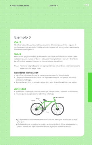 Ciencias Naturales 131Unidad 3
Ejemplo 3
OA_5
Identificar y describir, usando modelos, estructuras del sistema esquelético y algunas de
sus funciones como protección (costillas y cráneo), soporte (vértebras y columna vertebral) y
movimiento (pelvis y fémur).
OA_6
Explicar, con apoyo de modelos, el movimiento del cuerpo, considerando la acción coordi-
nada de músculos, huesos, tendones y articulación (ejemplo: brazo y pierna), y describir los
beneficios de la actividad física para el sistema músculo-esquelético.
OA_e Comparar sus predicciones con la pregunta inicial utilizando sus observaciones como
evidencias para apoyar ideas.
INDICADORES DE EVALUACIÓN
› Identifican estructuras del cuerpo humano que participan en el movimiento.
› Comparan el movimiento del cuerpo con objetos tecnológicos. Por ejemplo, flexión del
brazo con una bisagra.
› Argumentan sus ideas o eventuales respuestas a partir de las observaciones que realizan.
Actividad
1 Nombra dos sistemas del cuerpo humano que trabajan juntos y permiten el movimiento.
2 Imagina que tu cuerpo es como la bicicleta del dibujo:
a ¿Qué parte de la bicicleta representa un músculo, un hueso y un tendón de tu cuerpo?
¿Por qué?
b ¿Qué pasará con la bicicleta si los pedales no funcionan bien? ¿Cómo relacionas tu res-
puesta anterior con algún problema de algún órgano del sistema locomotor?
 