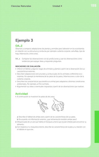 Ciencias Naturales 155Unidad 4
Ejemplo 3
OA_2
Observar y comparar adaptaciones de plantas y animales para sobrevivir en los ecosistemas
en relación con su estructura y conducta; por ejemplo: cubierta corporal, camuflaje, tipo de
hoja, hibernación, entre otras.
OA_e Comparar las observaciones con las predicciones y usar las observaciones como
evidencias para apoyar ideas y responder preguntas.
INDICADORES DE EVALUACIÓN
› Infieren el hábitat y algunos rasgos de animales y plantas a partir de la observación de sus
características externas.
› Describen adaptaciones estructurales y conductuales de los animales a diferentes eco-
sistemas. Por ejemplo la membrana de las patas de los patos, hibernaciones o color de la
cubierta corporal.
› Describen las características que tendría un animal para adaptarse a distintas condiciones
ambientales. Por ejemplo, al frío o al hielo.
› Argumentan sus ideas o eventuales respuestas a partir de las observaciones que realizan.
Actividad
1 A continuación se muestran las patas de dos aves:
a Describe el hábitat de ambas aves a partir de las características de sus patas.
b De acuerdo a la información anterior, ¿qué alimentación tendrán ambas aves?
2 Dibuja la pata de un ave que habita en bosques y tiene que escalar árboles para encontrar su
alimento.
3 Con respecto a tu respuesta anterior, describe las características de la pata y su relación con
el hábitat en que vive.
 