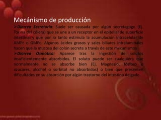 Mecánismo de producción
Diarrea Secretoria: Suele ser causada por algún secretagogo (Ej.
Toxina del cólera) que se une a un receptor en el epitelial de superficie
intestinal y que por lo tanto estimula la acumulación intracelular de
AMPc o GMPc. Algunos ácidos grasos y sales biliares intraluminales
hacen que la mucosa del colón secrete a través de este mecanismos
Diarrea Osmótica: Aparece tras la ingestión de solutos
insuficientemente absorbidos. El soluto puede ser cualquiera que
normalmente no se absorbe bien (Ej. Magnesio, fósforo o
azucares, alcohol o sorbitol no absorbidos) o bien que presenten
dificultades en su absorción por algún trastorno del intestino delgado.
 