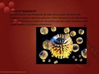 CÓMO SE TRANSMITE?
La transmisión más frecuente de este virus es por vía fecal-oral,
mediante contacto persona-persona. Otro mecanismo de transmisión
menos habitual es a través de alimentos cuando existe contacto entre
restos fecales y la cadena alimentaria.
 