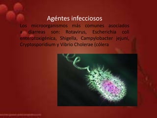 Agéntes infecciosos
Los microorganismos más comunes asociados
a diarreas son: Rotavirus, Escherichia coli
enterotoxigénica, Shigella, Campylobacter jejuni,
Cryptosporidium y Vibrio Cholerae (cólera
 