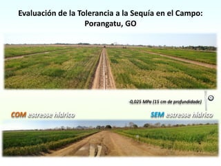 Evaluación de la Tolerancia a la Sequía en el Campo:
                   Porangatu, GO
 