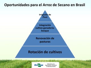 Programa de mejoramiento de arroz de Embrapa Brasil