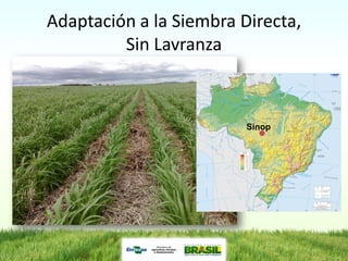 Programa de mejoramiento de arroz de Embrapa Brasil