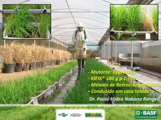 Programa de mejoramiento de arroz de Embrapa Brasil