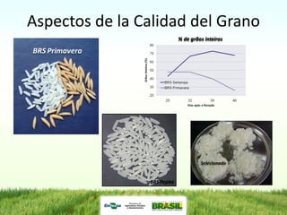 Programa de mejoramiento de arroz de Embrapa Brasil