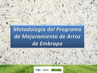 Programa de mejoramiento de arroz de Embrapa Brasil
