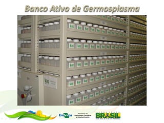 Programa de mejoramiento de arroz de Embrapa Brasil