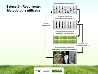Programa de mejoramiento de arroz de Embrapa Brasil