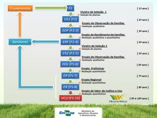 Programa de mejoramiento de arroz de Embrapa Brasil