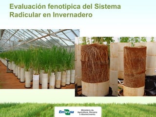 Programa de mejoramiento de arroz de Embrapa Brasil