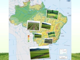 Programa de mejoramiento de arroz de Embrapa Brasil