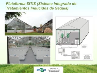 Programa de mejoramiento de arroz de Embrapa Brasil