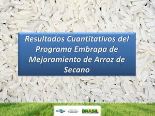 Programa de mejoramiento de arroz de Embrapa Brasil