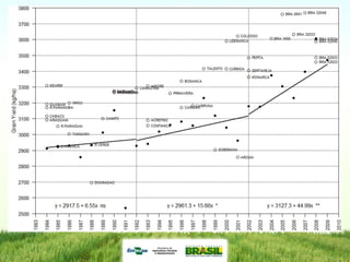 Programa de mejoramiento de arroz de Embrapa Brasil