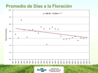 Programa de mejoramiento de arroz de Embrapa Brasil
