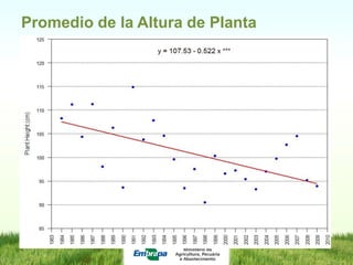 Programa de mejoramiento de arroz de Embrapa Brasil