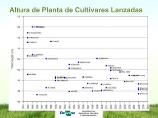 Programa de mejoramiento de arroz de Embrapa Brasil