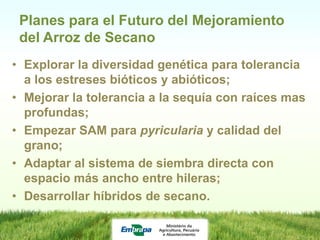 Programa de mejoramiento de arroz de Embrapa Brasil