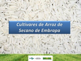 Programa de mejoramiento de arroz de Embrapa Brasil