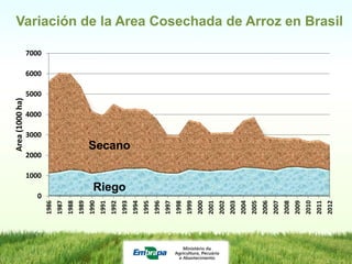 Programa de mejoramiento de arroz de Embrapa Brasil