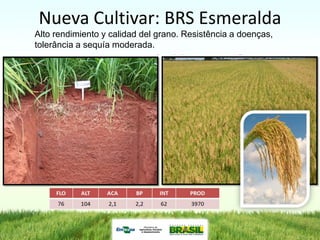 Programa de mejoramiento de arroz de Embrapa Brasil