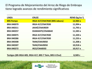 Programa de mejoramiento de arroz de Embrapa Brasil