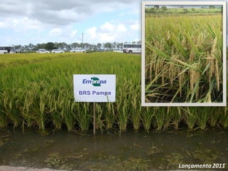 Programa de mejoramiento de arroz de Embrapa Brasil