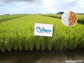 Programa de mejoramiento de arroz de Embrapa Brasil