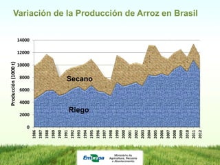 Programa de mejoramiento de arroz de Embrapa Brasil