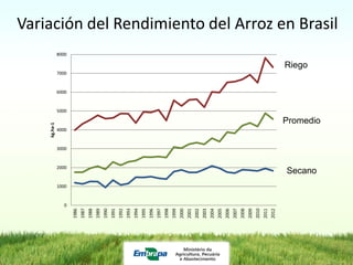 Programa de mejoramiento de arroz de Embrapa Brasil