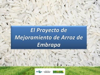 Programa de mejoramiento de arroz de Embrapa Brasil
