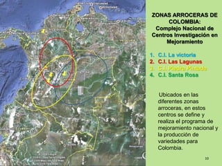 Programa de mejoramiento Fedearroz FNA situacion actual y perspectivas