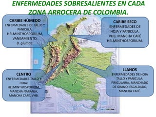 Programa de mejoramiento Fedearroz FNA situacion actual y perspectivas
