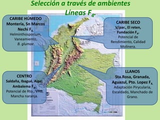 Programa de mejoramiento Fedearroz FNA situacion actual y perspectivas