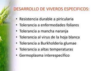 Programa de mejoramiento Fedearroz FNA situacion actual y perspectivas