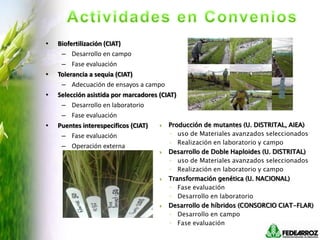 Programa de mejoramiento Fedearroz FNA situacion actual y perspectivas