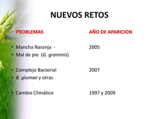 Programa de mejoramiento Fedearroz FNA situacion actual y perspectivas